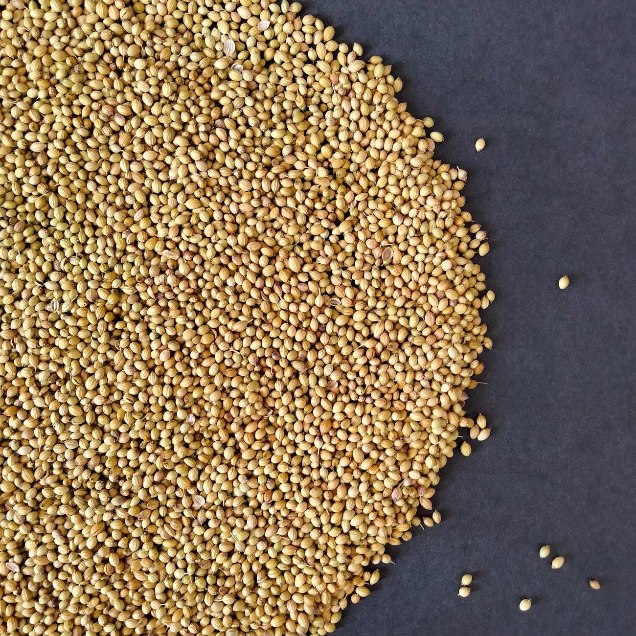 coriander seeds spread over dark background