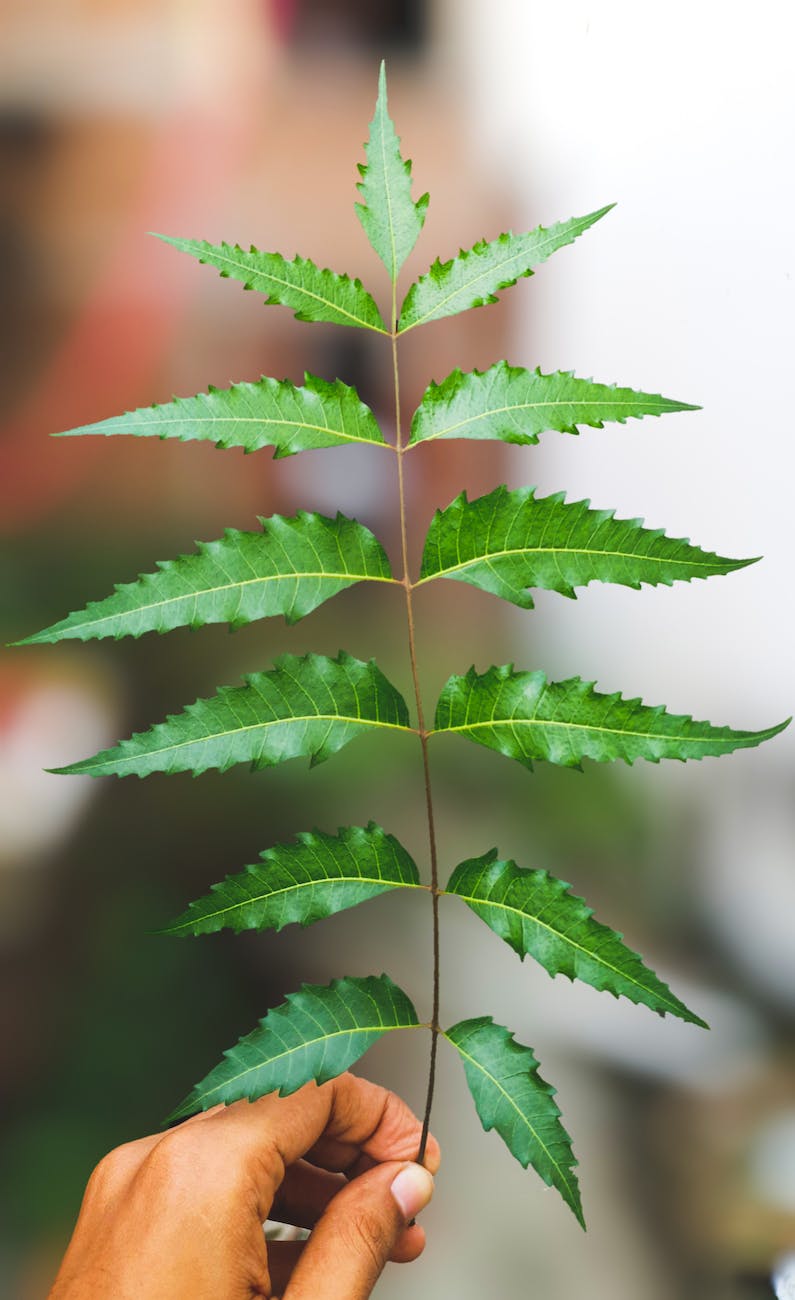 neem leaves