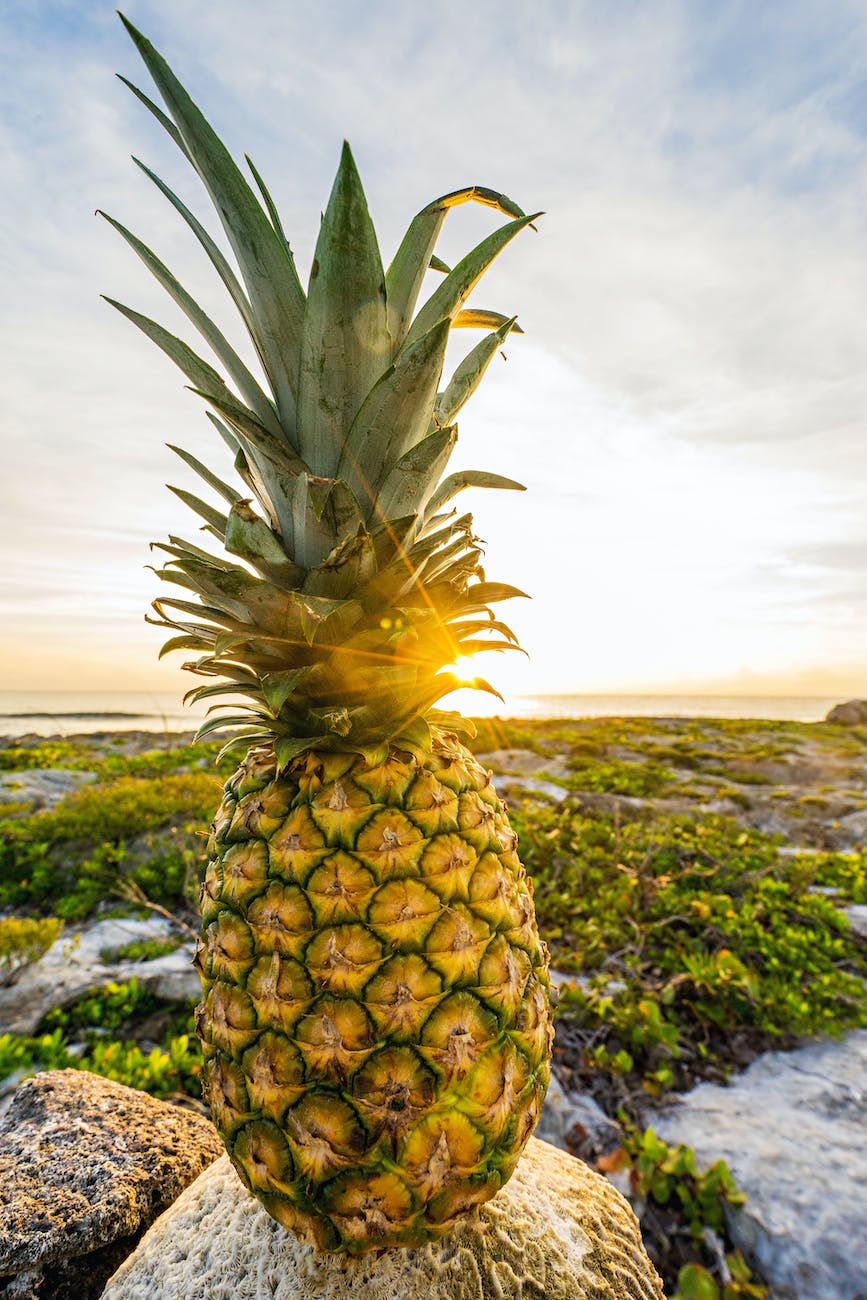 pineapple fruit on rock taken under white clouds