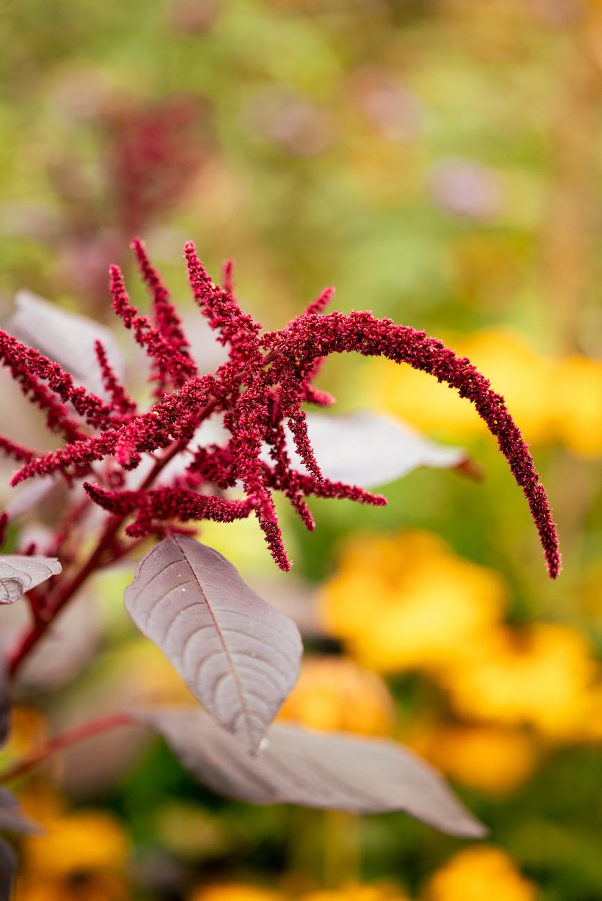 amaranth plant