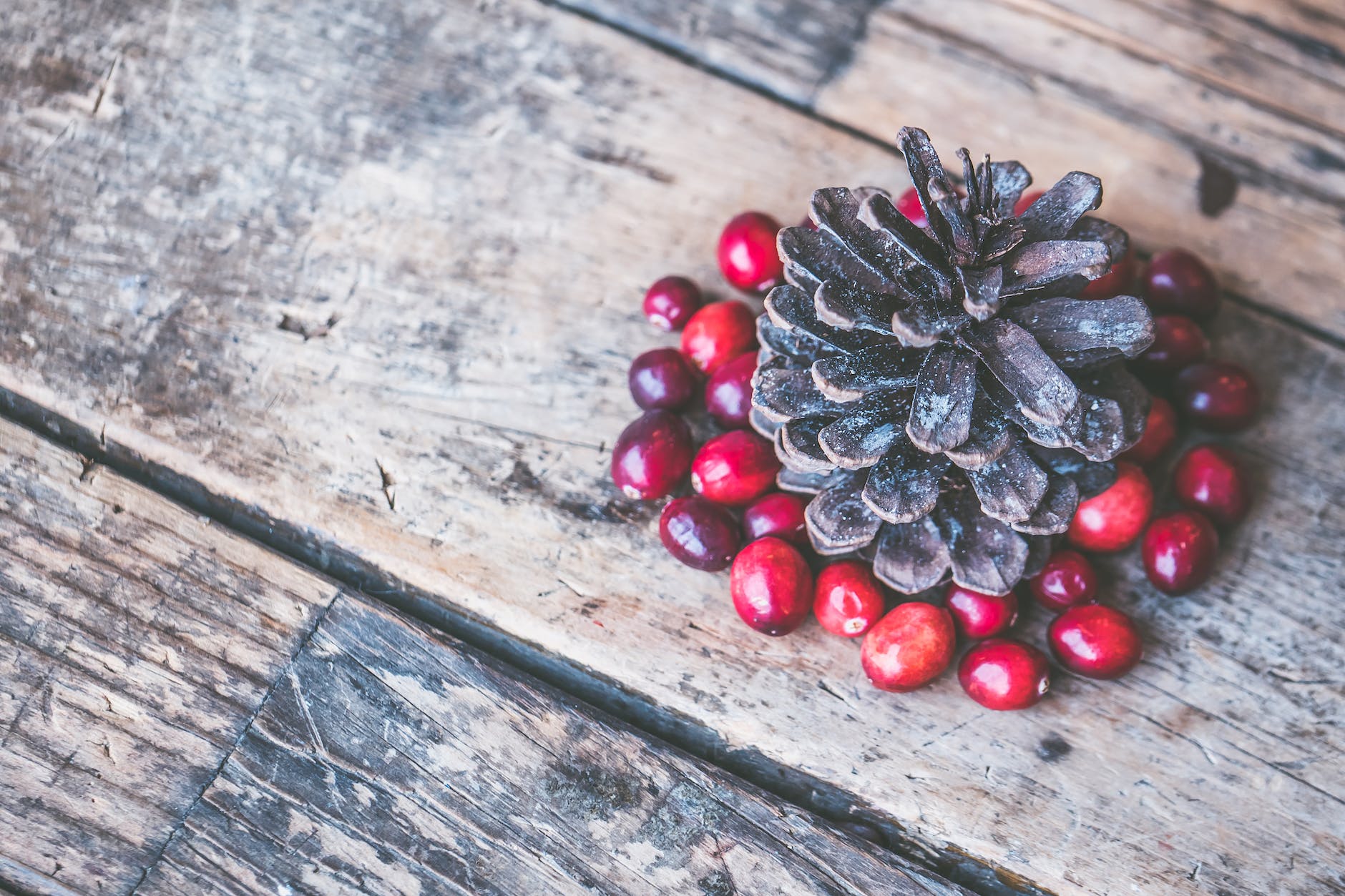 brown pine cone surrounded by red cranberry photography