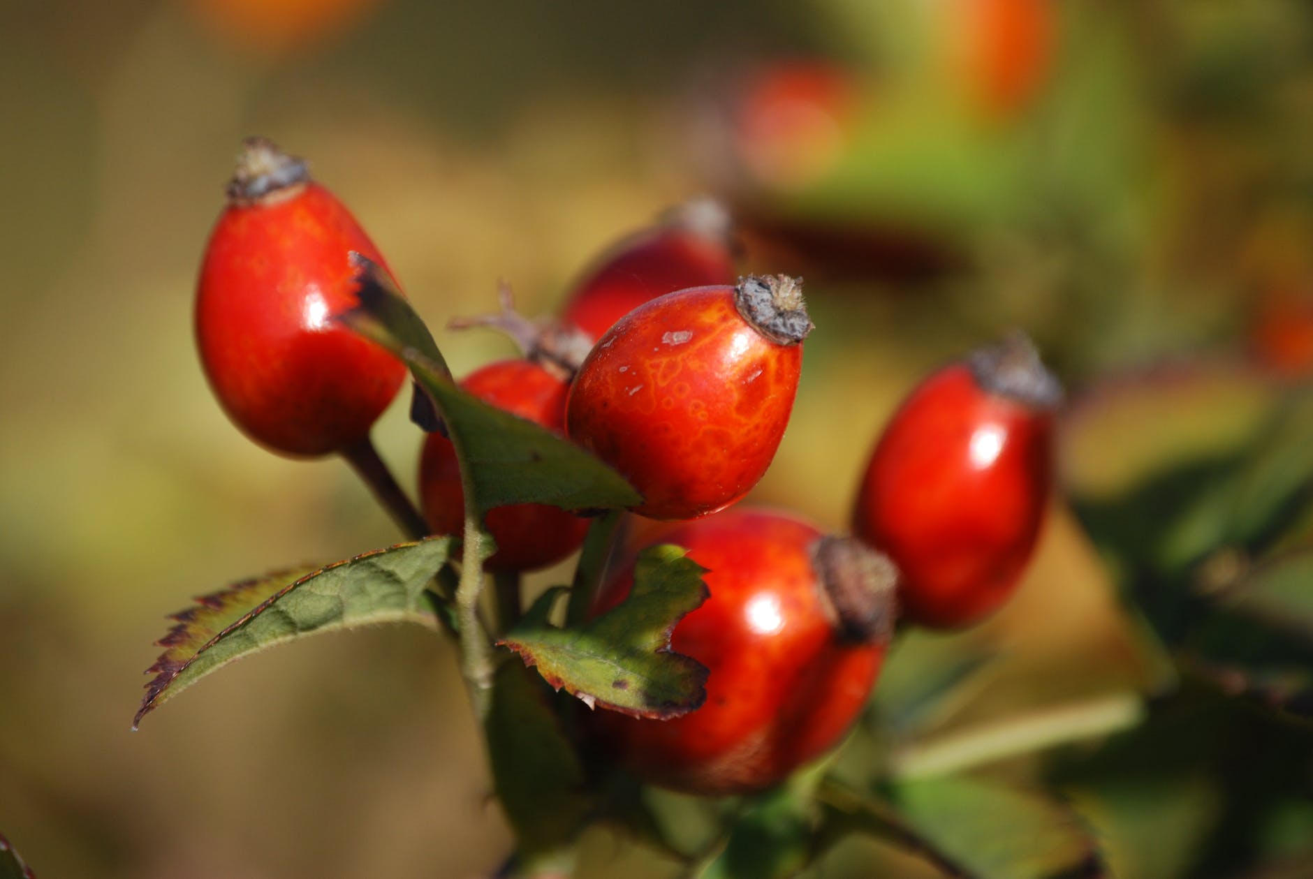 red oval fruits in macro lens