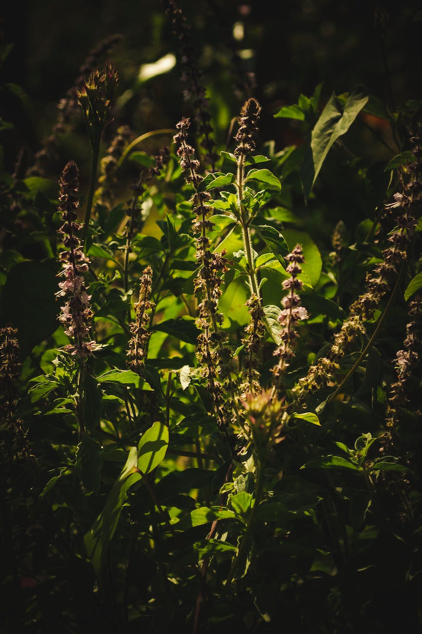 close up of green plants