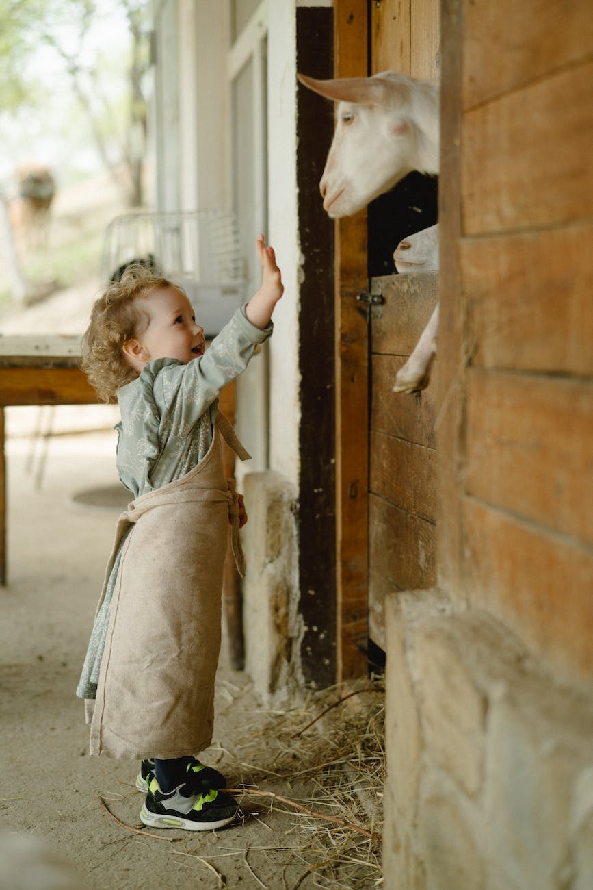 a girl being playful with goats